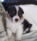 sladk� �t��ata vel�sk� Corgi Pembroke pro adopci