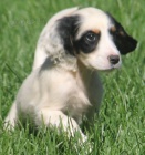 Roztomil� �t���tka anglick�ho setra p�ipravena