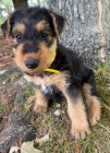 roztomil� �t���tka teri�r� Airedale k adopci