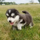 Kr�sn� �t���tka Pomsk�ho