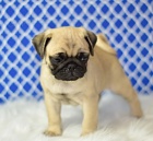 MOPS�K �T��ATA