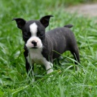 Roztomil� �t���tka Bostonsk� teri�r