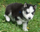 Modr� o�i Sibi�sk� husky na prodej