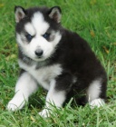 Modr� o�i Sibi�sk� husky na prodej