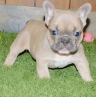 �t��ata Fr. buldoka