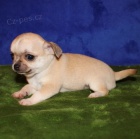 Kr�sn� �aj �ivava �t��ata