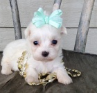 Sn�hurka miniaturn� maltsk� �t��ata