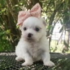 Sn�hurka miniaturn� maltsk� �t��ata