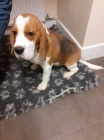 Sladk� beagle d�ti