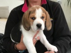 Sladk� beagle d�ti