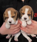 Sladk� beagle d�ti