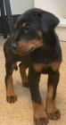 Zdrav� �t���tka Doberman k dispozici
