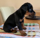 Zdrav� �t���tka Doberman k dispozici