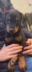 Zdrav� �t���tka Doberman k dispozici