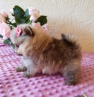 Pomeraniansk�ch Mini