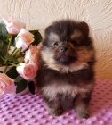 Pomeraniansk�ch Mini