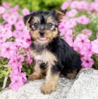 Jork��rsk� teri�r