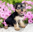 Jork��rsk� teri�r