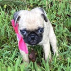 MOPS�K �T��ATA S PP 