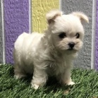 maltsk� �t��ata