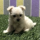 maltsk� �t��ata