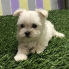 maltsk� �t��ata