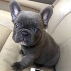 M�me kr�sn� a velmi inteligentn� 70denn� �t��ata francouzsk�ho buldo�ka, zdrav� psy a feny. Pro v�ce informac� kontaktujte sv� WhatsApp ��slo