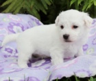 zdrav� Bichon frise