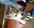 sibi�sk�ch husky