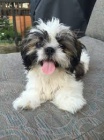 �t��ata shih tzu pro nov� domovy