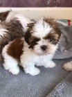 shih tzu �t��ata