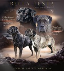 �t�n�tka Cane Corso s PP