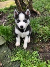 Sladk� sibi�sk� husky �t��ata