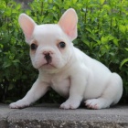   �T��ATA FRANCOUZSK�HO BULDO�KA