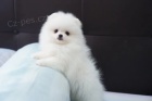   Mini Pomeranian �t���tka s PP