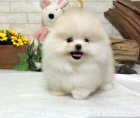   Mini Pomeranian �t���tka s PP