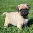   kr�sn� �t���tka mops