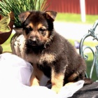 Vakcinovan� �t��ata n�meck�ho ov��ka na prodej