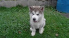 Alja�sk� d�ti Malamute jsou k dispozici co nejd��ve