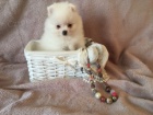   Roztomil� �t��ata pomeranian�