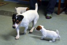   Jack russell terier klu��k