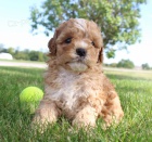 kaval�r king charles / pudl mix �t��ata