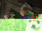 Chow chows (Cau cau)   , z�znamy veterin��e a 1yr z�ruka genetick�ho zdrav�.