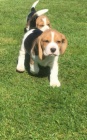   Kr�sn� �t���tka Beagle