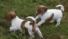 Jack Russell Terrier mu�i a �eny