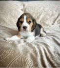 �t��ata Beagle jsou k dispozici na prodej