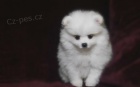   Skv�l� Pomeranian �t��ata