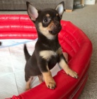 �ivava -Mini �ivava