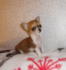 �ivava -Mini �ivava