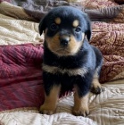 ROTVAJLER �T��ATA